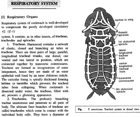 Explain the respiratory system of cockroach (especially I didn`t unders†an d the main trachael ...