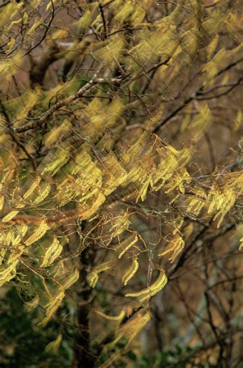 Hazel Tree Photograph by Duncan Shaw/science Photo Library - Fine Art America