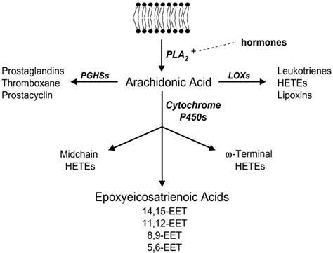 Epoxygenase Pathways of Arachidonic Acid Metabolism* - Journal of Biological Chemistry