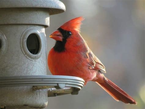 Best Bird Feeders For Cardinals