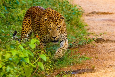 Wildlife Tour in Sri Lanka | Blue Lanka