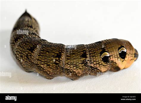 (Deilephila elpenor). Elephant Hawk-moth caterpillar Stock Photo - Alamy