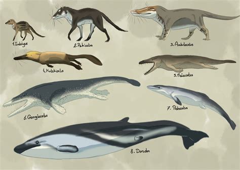 Whale evolution | Prehistoric animals, Prehistoric creatures, Ancient animals