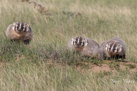 American Badger cubs | The American Badger family got their … | Flickr