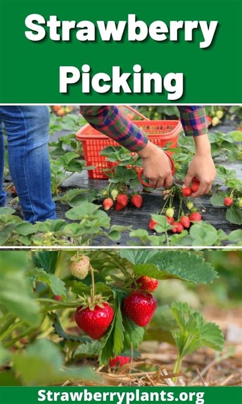 Strawberry Picking (Guide) – Strawberry Plants