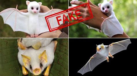 After Huge Bats From Phillippines, Cute Pictures of White Baby Bats Are Going Viral; Are They ...