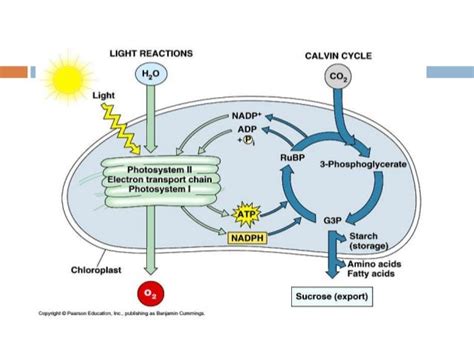 C3 pathway in plants.