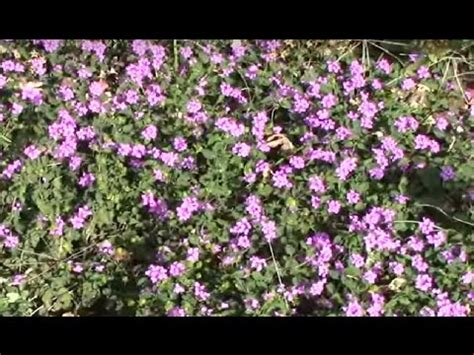 Purple Trailing Lantana Ground Cover. - YouTube