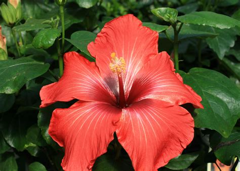 Hibiscus varieties offer tropical color | Mississippi State University ...