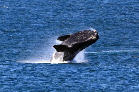 Warming Atlantic Ocean drives North Atlantic right whales towards ...