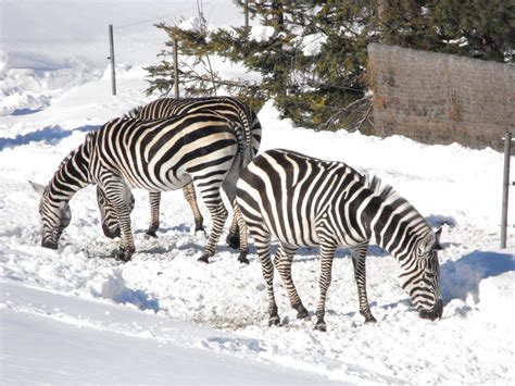 Zebras in Winter at Granby Zoo | Zebras in Winter at Granby … | Flickr