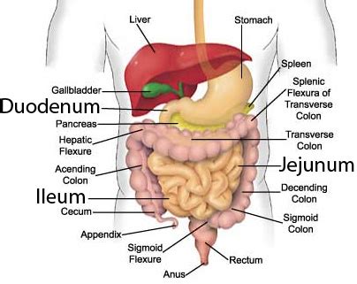 The function of the small intestine in the human digestive system ...