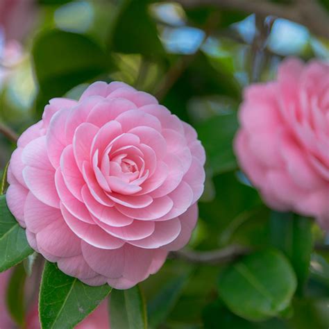 November Birth Flower: Camellia | Meri Maman