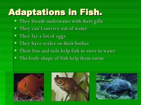 Adaptations In Animals Faulkner