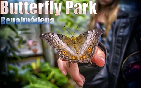 Butterfly Park in Benalmadena, prices and opening times