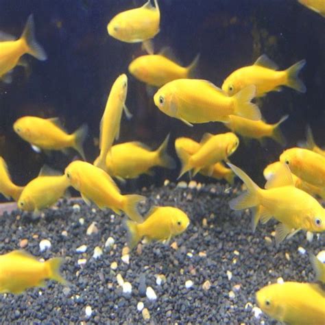 yellow goldfish | Yellow Goldfish -Amazing Amazon Coldwater Fish, Fish Care, Tropical Fish ...