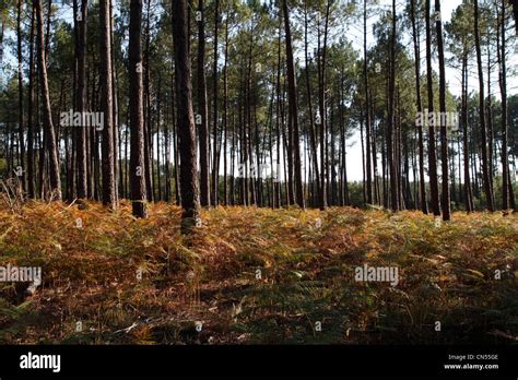 Landes forest hi-res stock photography and images - Alamy