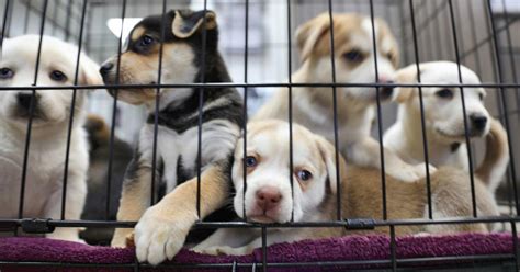 Michigan Designates Their Animal Shelters “No-Kill”