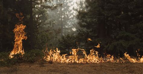 What Is a Zombie Forest? California Is Reportedly Chock Full of Them