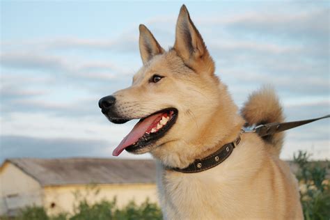 Free Images : white dog, smile dog, from shelter, pet portrait, mammal, vertebrate, dog breed ...