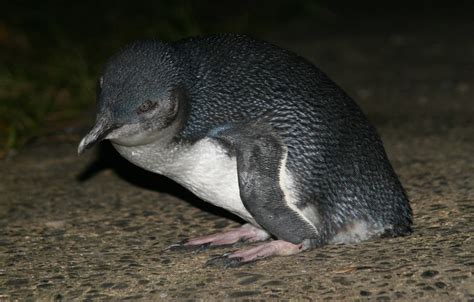 7 Little Penguin Facts - World's Smallest! - New Zealand Nature Guy