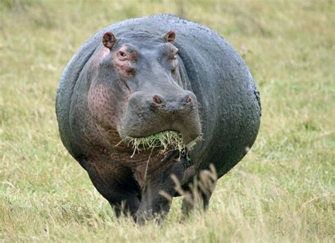 What do Hippos Eat? Discover the Hippo Diet (with Photos) - WildlifeTrip