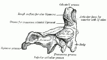 Axis - Physiopedia