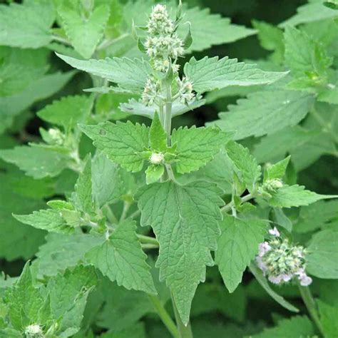 Heirloom Catnip Seeds | Terroir Seeds