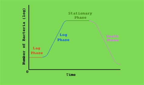 The Phases Of Growth Of Bacteria (Bacterial Growth Curve) - The Food Untold