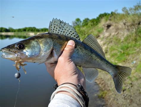 Fisheries in Kukes, Investing for a Sustainable Economy • IIA