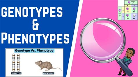 Genotypes & Phenotypes 101 - YouTube