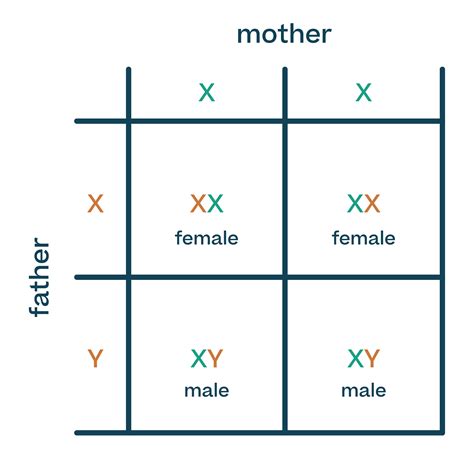 Inheritance and genetic diagrams - Biology : Explanation & Exercises - evulpo