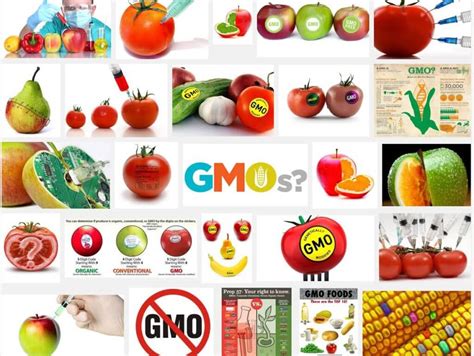 Google search engine bias promotes scare views of GMOs - Genetic ...