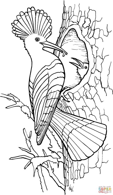 Hoopoe coloring page | Free Printable Coloring Pages