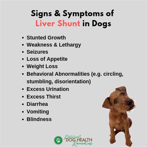 Liver Shunt in Dogs | Causes, Symptoms, Diet & Treatment