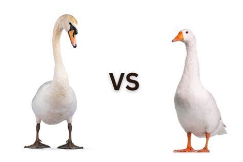 Swan vs. Goose: What's the Difference?