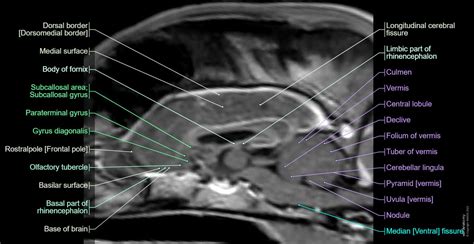 Canine Brain MRI Atlas - Veterinary Radiology: normal anatomy | vet-Anatomy