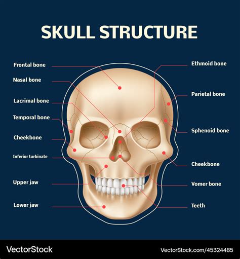 Human skull anatomy realistic head and face Vector Image