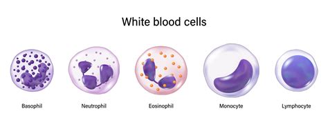 What causes low white blood cells? | Cabot Health