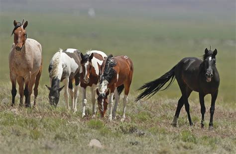 25 Wild Colorado Horses to be Removed From Private Land and Sold