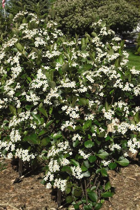 The #Chokeberry bush, botanically known as Aronia, is a cold hardy, deciduous #shrub ...