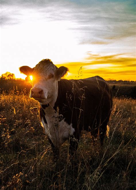 Hereford Cow & Sunset Canvas Print - Etsy