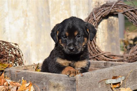 German Shepherd Rottweiler Mix Puppy For Sale Millersburg Ohio Sam Mal – AC Puppies LLC