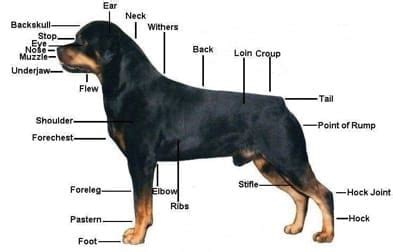 Rottweiler Health Problems - Rottweiler Life