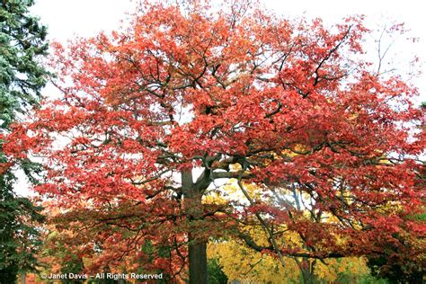 Quercus alba-White oak-autumn color | Janet Davis Explores Colour