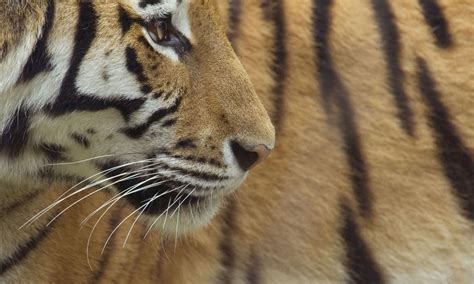 Species Spotlight: Amur Tiger | Pages | WWF