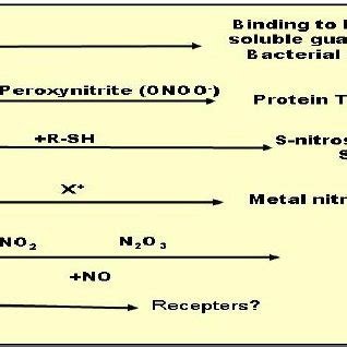 Schematic representation of the nitric oxide synthesis. | Download Scientific Diagram