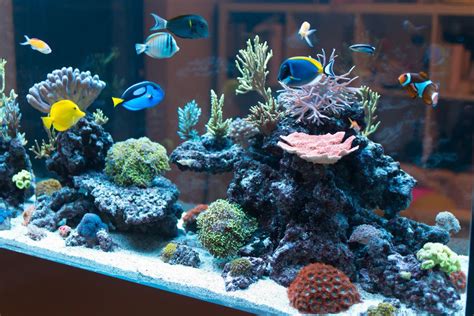 Problems With Tap Water in Saltwater Aquariums