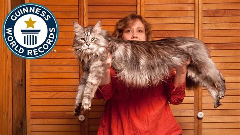 The World's Longest Domestic Cat - Meet The Record Breakers - YouTube