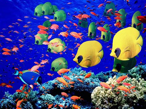 Colorful fishes wallpapers and images - wallpapers, pictures, photos